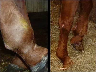 What type of wound is this?