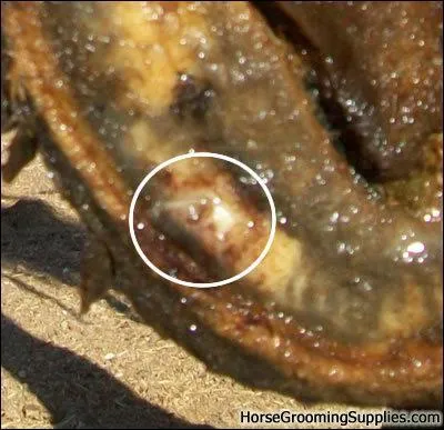 What type of wound is this?