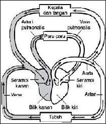 Perhatikan gambar jantung di bawah ini! Urutan peredaran darah besar adalah