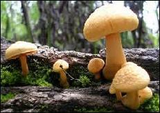 Perhatikan gambar tumbuhan di bawah ini! Tumbuhan pada gambar di atas berkembangbiak dengan cara