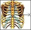 Bagian kerangka manusia yang ditunjukkan oleh tanda X adalah