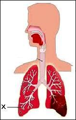 Perhatikan gambar alat pernapasan di bawah ini! Dalam proses pernapasan bagian yang diberi tanda huruf X berlangsung proses