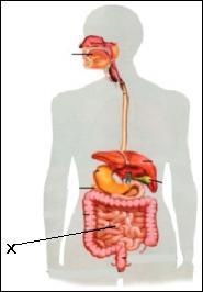 Pada gambar alat pencernaan di samping yang diberi tanda (X) berfungsi
