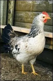 What is the young of a chicken?