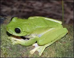 What is the young of a frog?