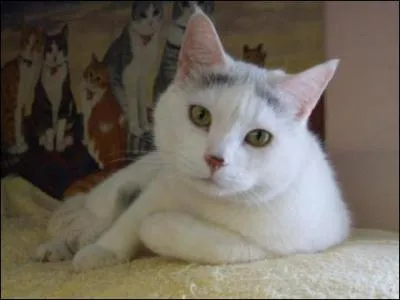 What is the young of a cat?