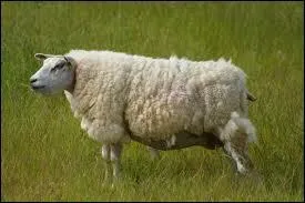 What is the young of a sheep?