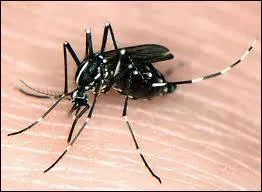 What is the young of a mosquito?