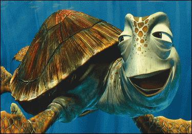 How old is the Sea Turtle ?