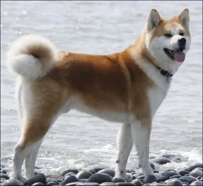 What is the breed of this dog?