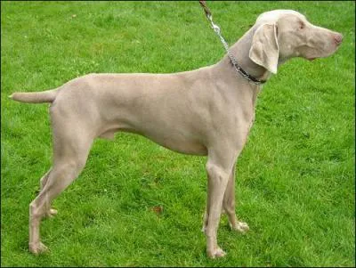 What is the breed of this dog?
