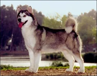 What is the breed of this dog?