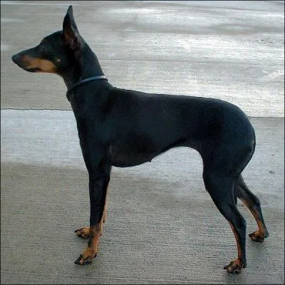 What is the breed of this dog?