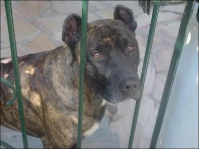 What is the breed of this dog?