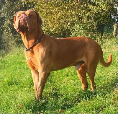 What is the breed of this dog?