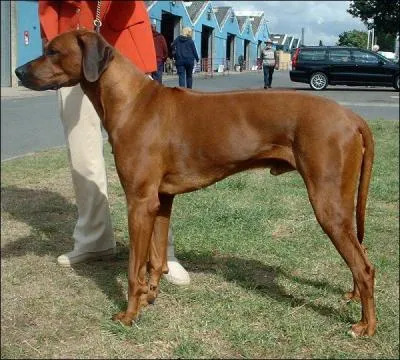 What is the breed of this dog?