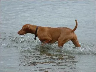 What is the breed of this dog?