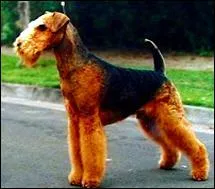 What is the breed of this dog?