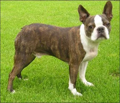 What is the breed of this dog?