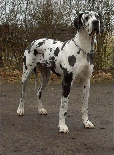 What is the breed of this dog?