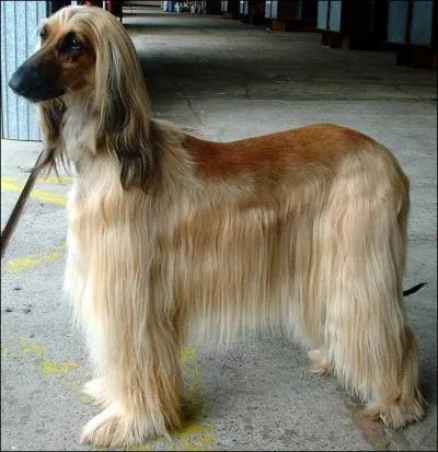 What is the breed of this dog?