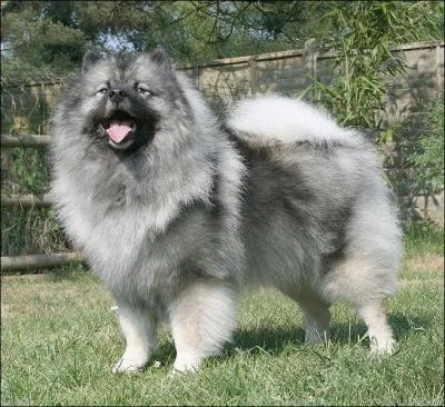 What is the breed of this dog?