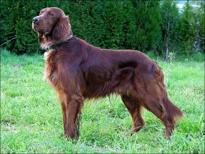What is the breed of this dog?