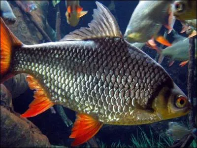 What does this fish have?