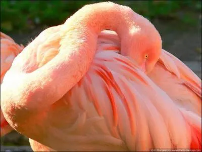 What does this bird have?