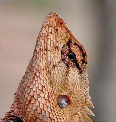 What does this reptile have?