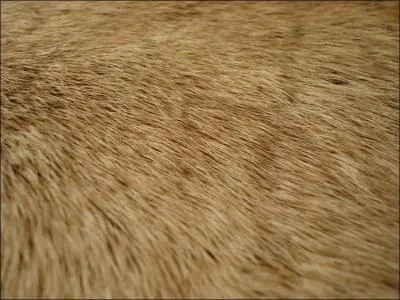 What does this mammal have?