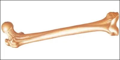 What is the name of the thigh bone, the longest bone in the human skeleton?