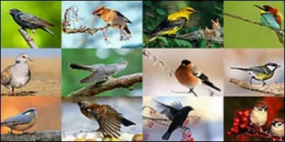 What is the study of birds called?