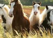 Quiz Horses; The basic riding skills quiz