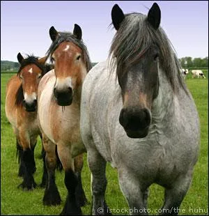 Why is Rapping a horse illegal and cruel?