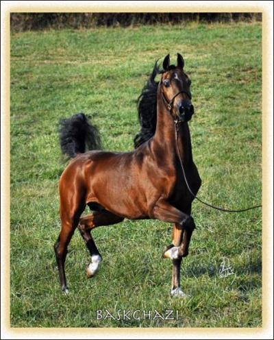 What color horse is a horse with a brown body and and a black mane and tail?