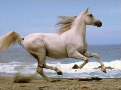 What color is this horse?