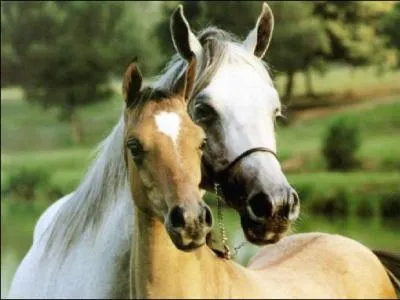 What color is the foal?