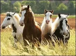 Which of these could not be classed as a skewbald