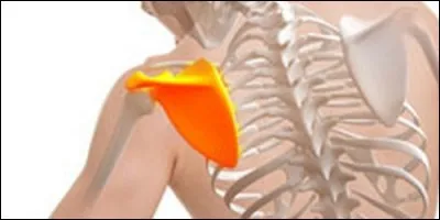 I'm a flat bone with a feminine name. I articulate with the humerus and the clavicle, forming with the latter "the shoulder girdle". What's my name?