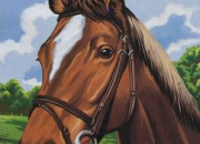 Quiz Horses; The markings quiz