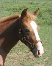 What marking is this?