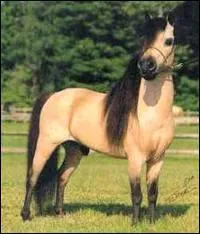 When lunging you should...