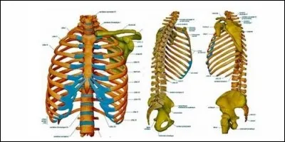 We have more vertebrae than dimensions
