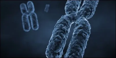 How many pairs of chromosomes does a human have?