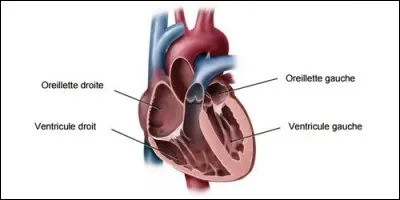 In the human heart, we have two atria, but what is the scientific name of the atrium?