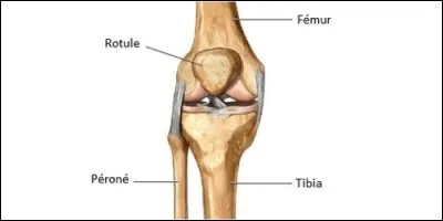 In which part of the body is the patella located?