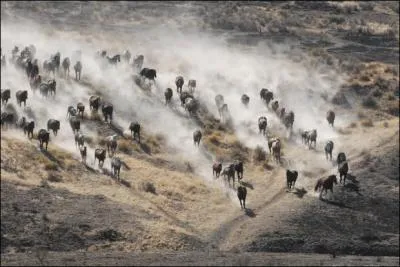 Which of these is not a cross country jump?