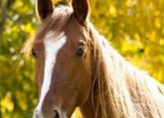 Horses; The dressage quiz