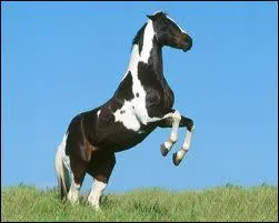 Do you have to jump in dressage?